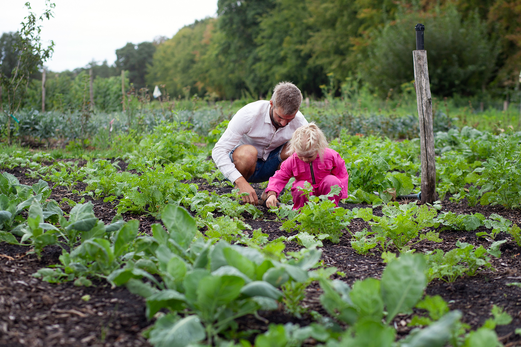 Oogsten op de Roesteling met kind