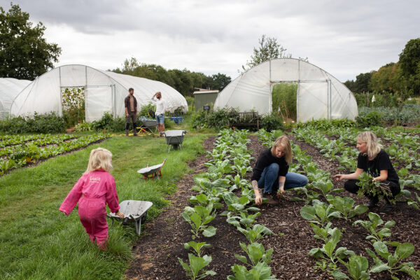 Oogsten in zelfoogsttuin