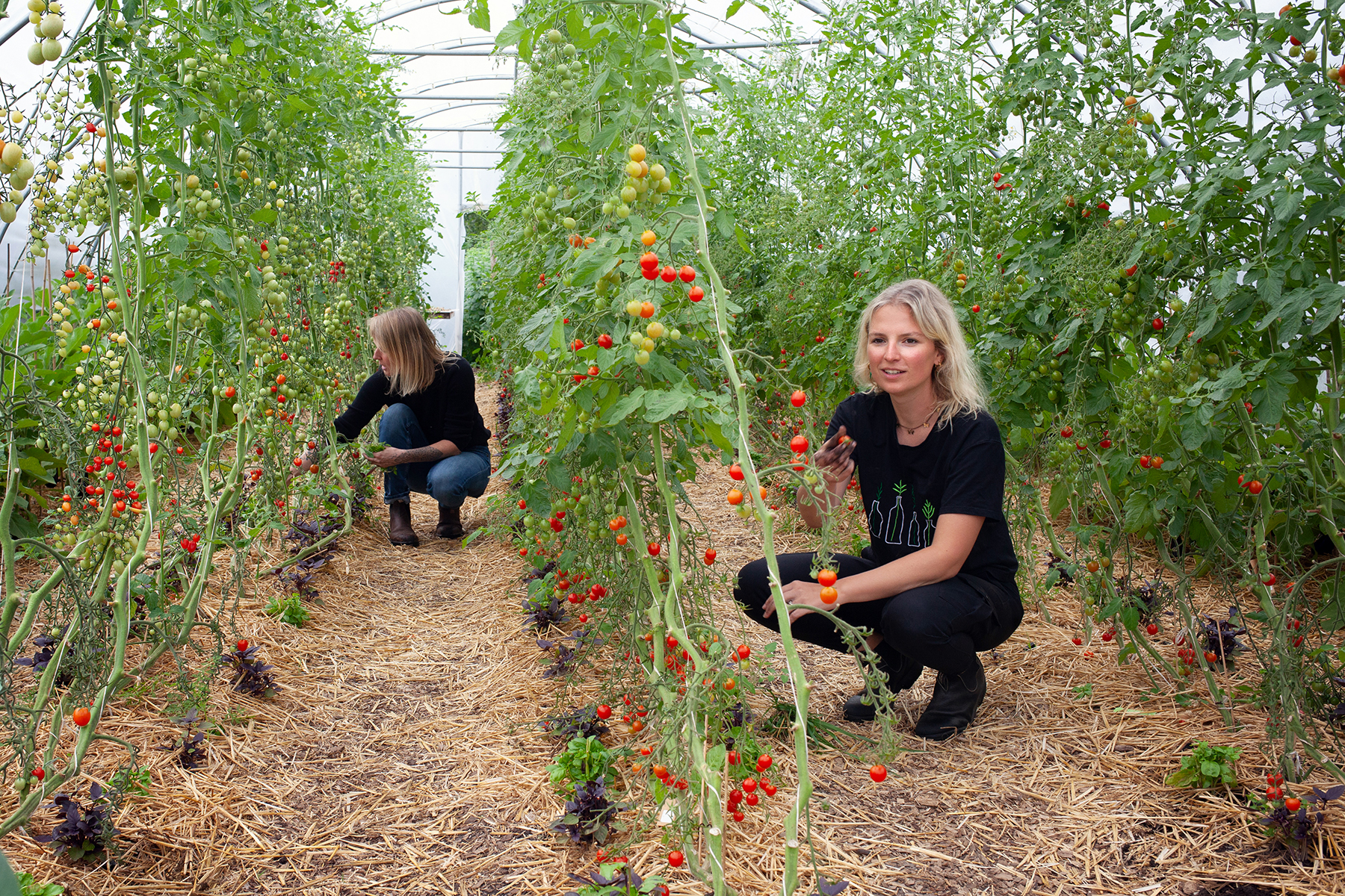 Tomaten oogsten zelfoogstuin