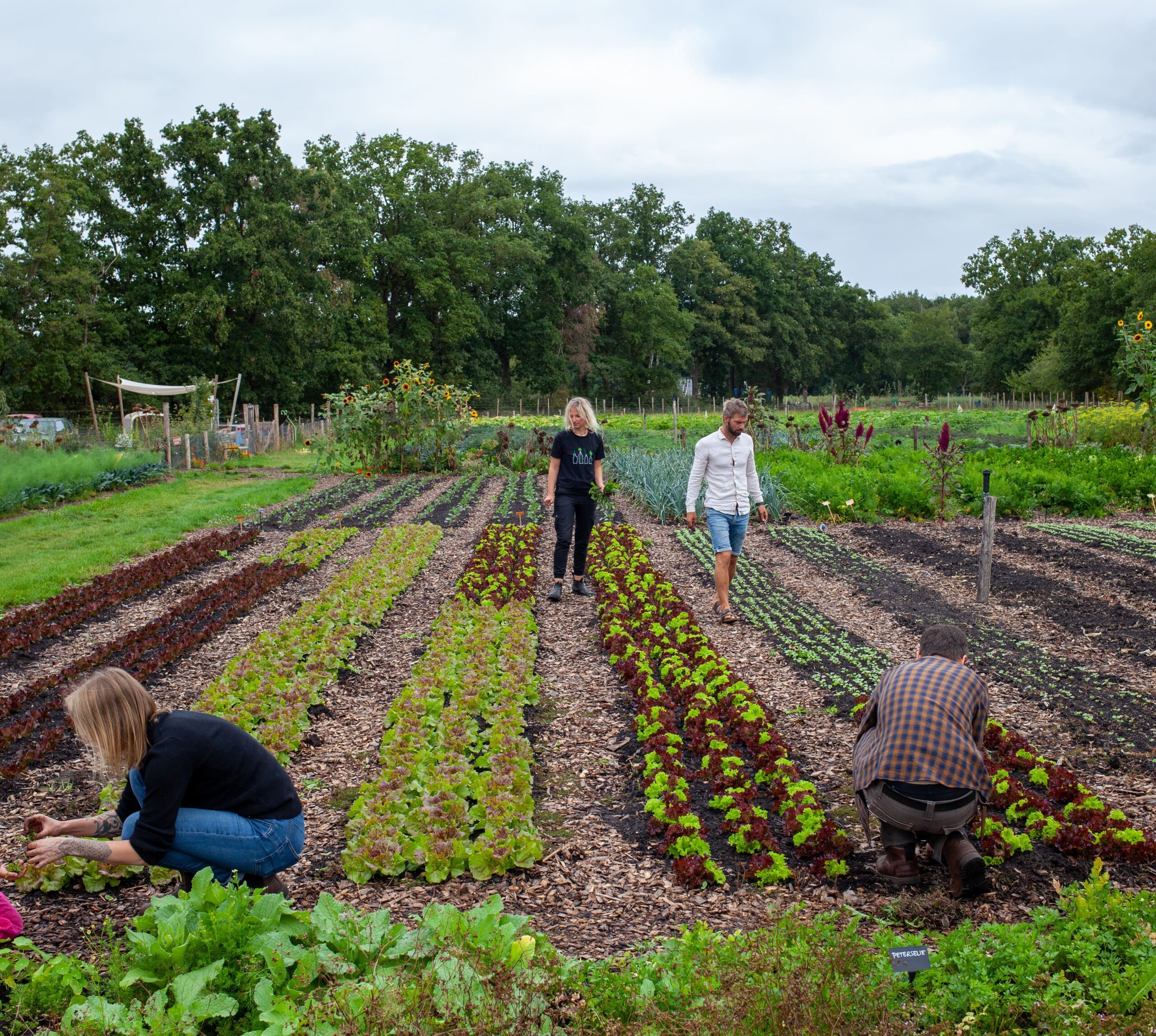 Koop een oogstabonnement op de Roesteling
