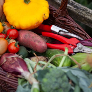 Oogstabonnement groenten & kruiden