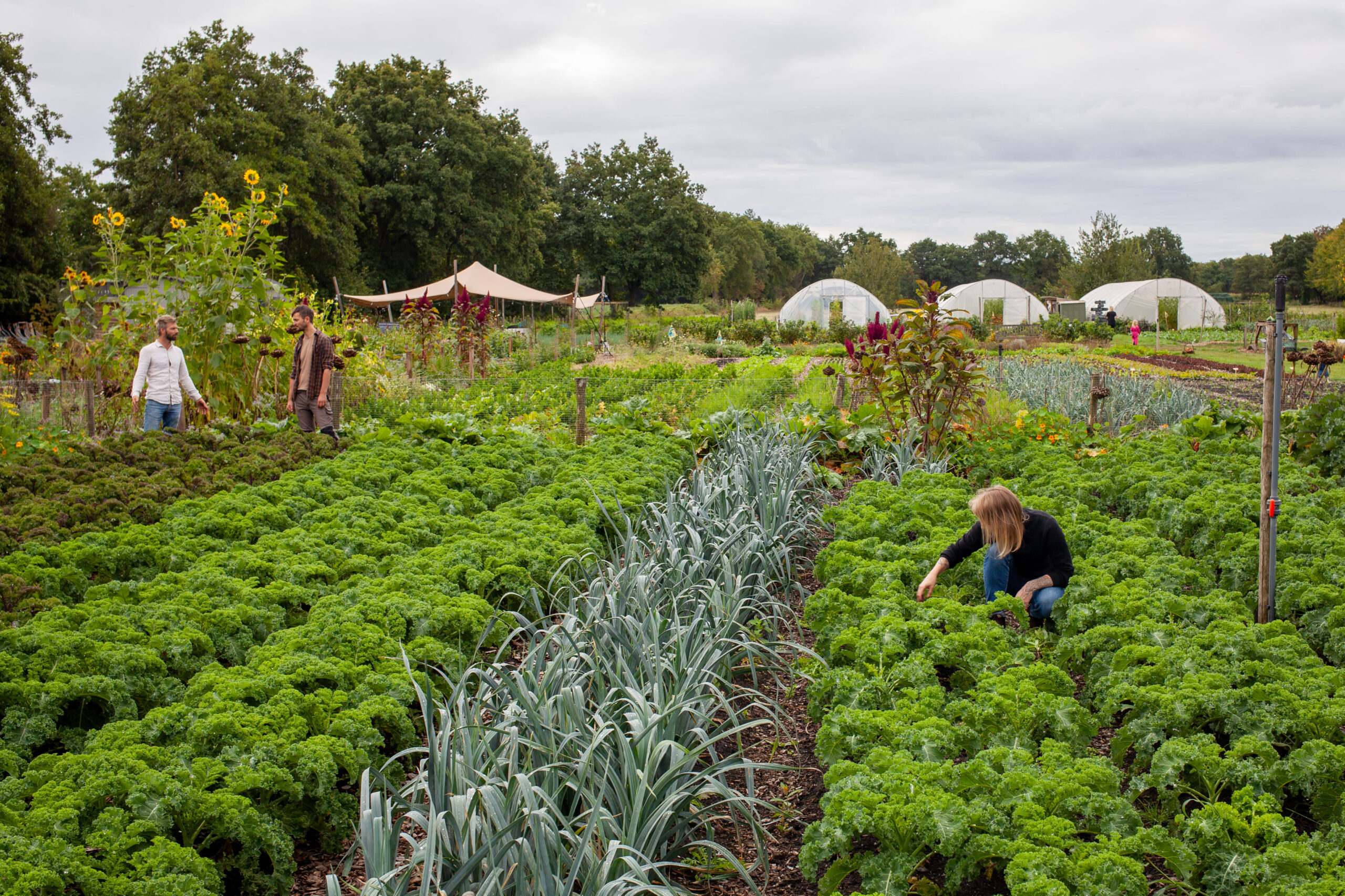 zelfoogsttuinderij CSA tuin