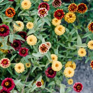 Cadeaubon plukboeket